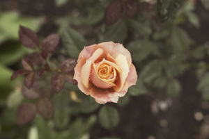 Image-preview_300x200