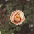 Image-square_50