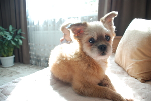 Image-preview_300x200