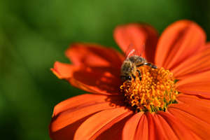 Image-preview_300x200