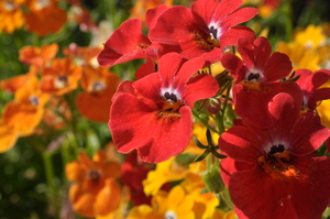 Image-preview_300x200