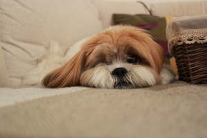 Image-preview_300x200