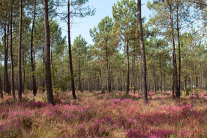 Image-preview_300x200