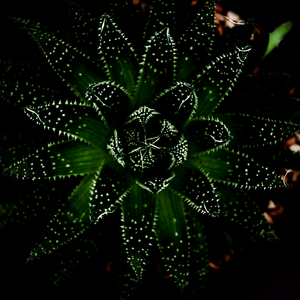 Image-preview_300x200