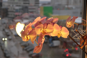 Image-preview_300x200
