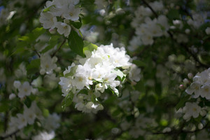 Image-preview_300x200