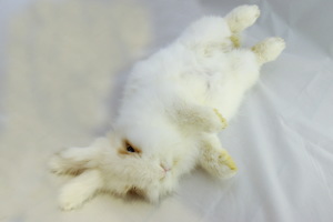 Image-preview_300x200