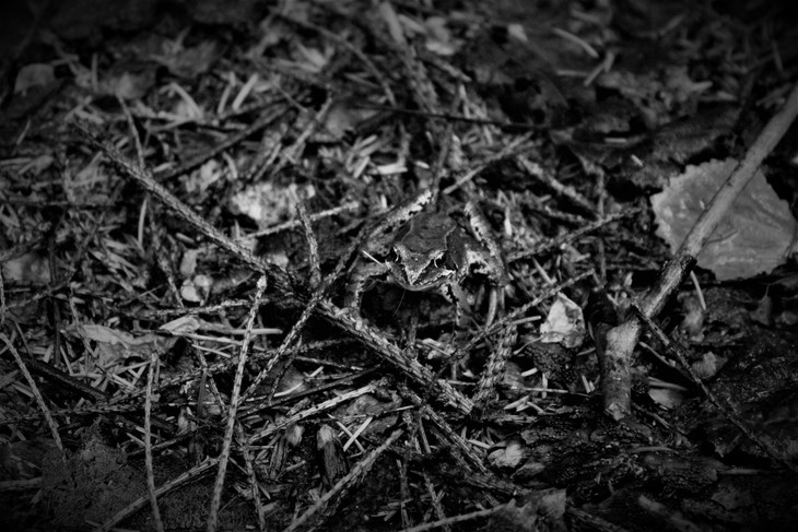 Image-normal