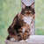 Image-square_50