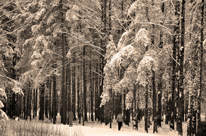 Image-preview_300x200