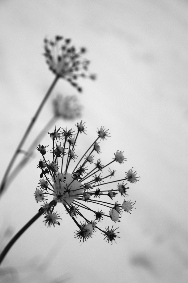 Image-normal