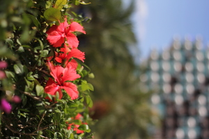 Image-preview_300x200