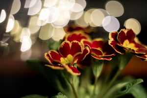 Image-preview_300x200