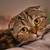 Image-square_50