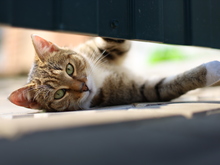 Image-rectangle_220_165