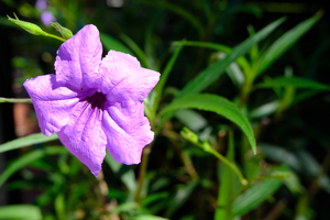 Image-preview_300x200