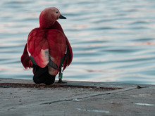 Image-rectangle_220_165