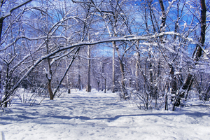 Image-preview_300x200