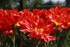 Image-preview_300x200