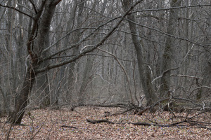 Image-preview_300x200