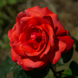 Image-preview_300x200