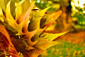 Image-preview_300x200