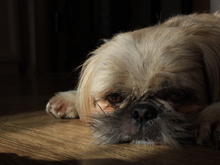 Image-rectangle_220_165