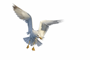 Image-preview_300x200