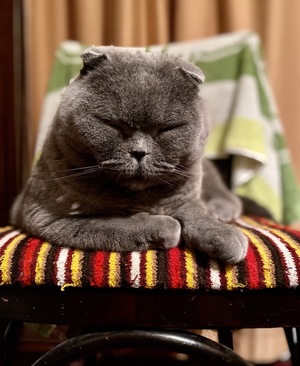 Image-preview_300x200