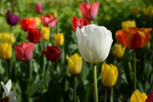 Image-preview_300x200
