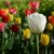 Image-square_50