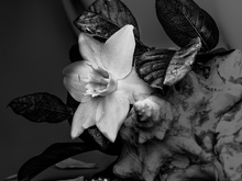 Image-rectangle_220_165