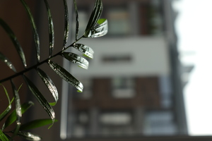 Image-preview_300x200