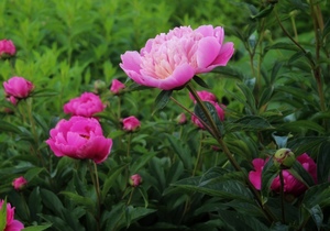 Image-preview_300x200