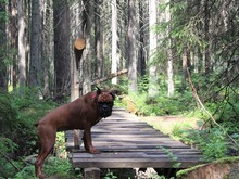 Image-rectangle_220_165