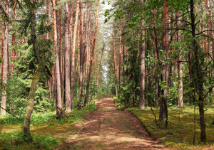 Image-preview_300x200