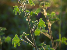 Image-rectangle_220_165
