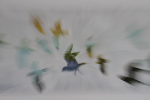 Image-preview_300x200