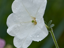 Image-rectangle_220_165