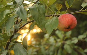 Image-preview_300x200