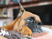 Image-rectangle_220_165