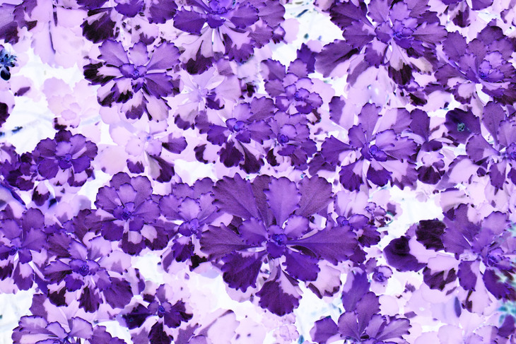Image-normal