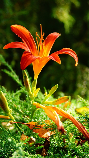 Image-preview_300x200