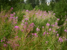 Image-rectangle_220_165