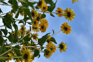 Image-preview_300x200