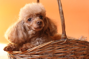 Image-preview_300x200