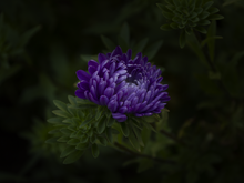 Image-rectangle_220_165
