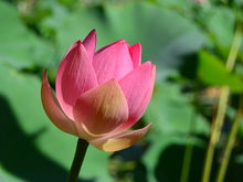 Image-rectangle_220_165