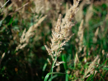 Image-rectangle_220_165