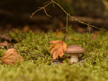Image-rectangle_220_165